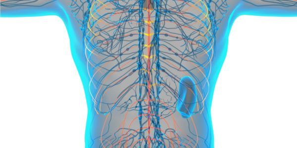 Bio regulación Segmento metamérica